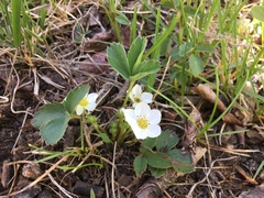 Fragaria virginiana glauca