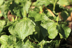 Trillium erectum