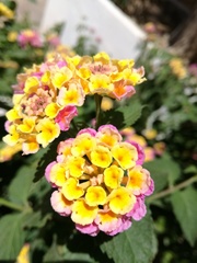 Lantana