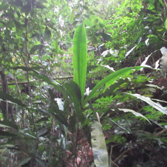 Cyclanthus bipartitus