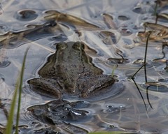 Lithobates clamitans