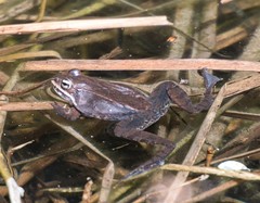 Lithobates sylvaticus