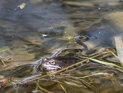 Lithobates sylvaticus