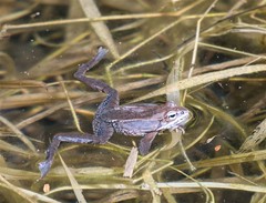 Lithobates sylvaticus