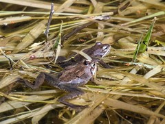 Lithobates sylvaticus