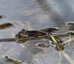 Lithobates sylvaticus