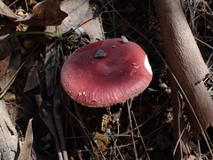 Russula lenkunya