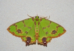 Agathia lycaenaria
