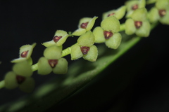 Stelis alba