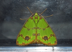 Agathia lycaenaria