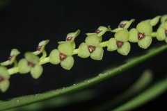 Stelis alba
