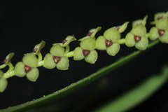 Stelis alba