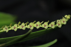 Stelis alba