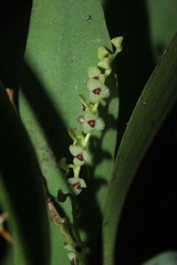 Stelis alba