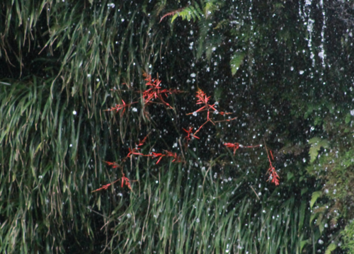 Pitcairnia integrifolia
