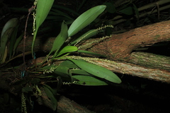 Stelis alba