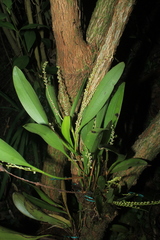 Stelis alba