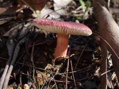 Russula lenkunya
