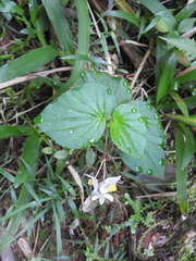 Begonia barkleyana