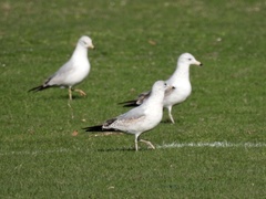 Larus delawarensis