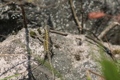 Sceloporus anahuacus