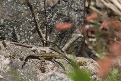 Sceloporus anahuacus