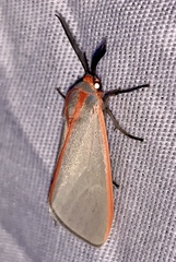Pygarctia