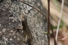 Sceloporus anahuacus
