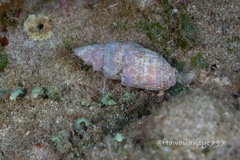 Mitra stictica