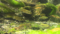 Crenichthys baileyi moapae