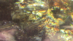 Crenichthys baileyi moapae