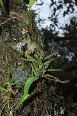 Epidendrum schlimii