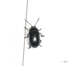 Gastrophysa atrocyanea