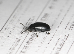 Gastrophysa atrocyanea