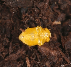 Gastrophysa atrocyanea