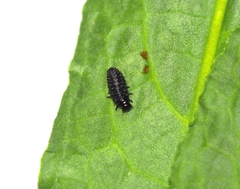 Gastrophysa atrocyanea