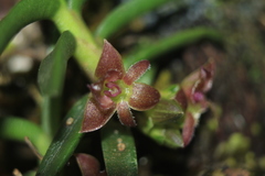 Epidendrum rhodovandoides