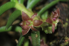 Epidendrum rhodovandoides