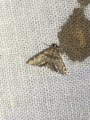 Eoparargyractis irroratalis