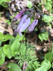 Dicentra formosa