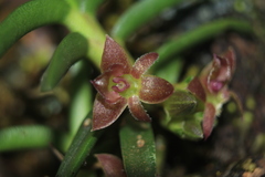 Epidendrum rhodovandoides