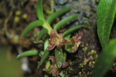 Epidendrum rhodovandoides