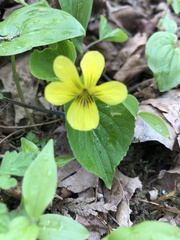 Viola glabella