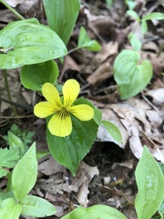 Viola glabella