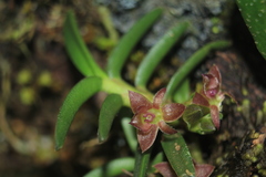 Epidendrum rhodovandoides