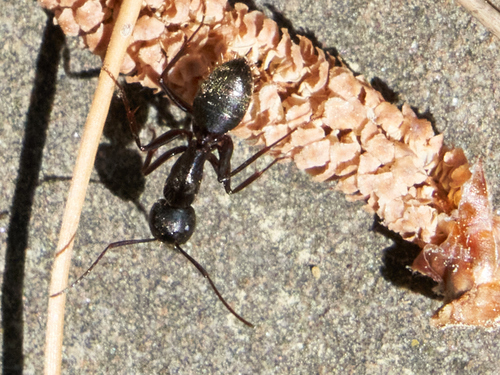 Eastern black carpenter ant