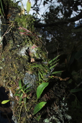 Epidendrum schlimii