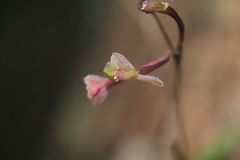 Epidendrum schlimii
