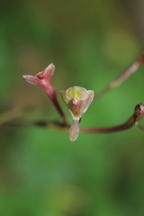 Epidendrum schlimii