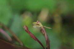 Epidendrum schlimii
